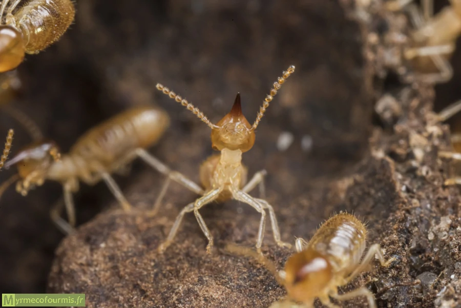 Un termite soldat vu de face en gros plan macro. Le termite soldat est un nasute, il est du genre Nasutitermes et ces termites ont une tête pointue d'où elles peuvent éjecter une substance collante. Le termite est dans son nid, entouré d'autres termites.