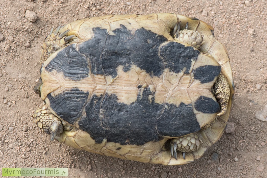 Femelle tortue d'Hermann (Testudo hermanni) de Corse. Les tortues femelles ont un appendice reproducteur plus court que les mâles à l'arrière du corps. Les bandes noires sur la face ventrale du corps de la tortue confirment qu'il s'agit bien d'une tortue d'Hermann et pas d'une autre espèce échappée d'un élevage.
