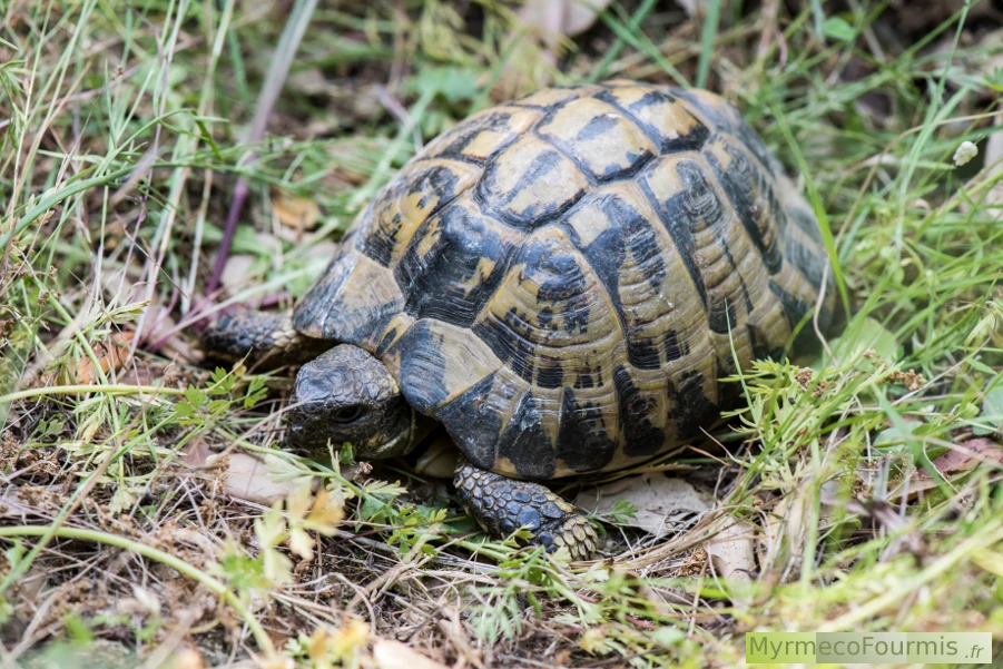 Photo en Corse d'une petite tortue d'Hermann dans les herbes hautes du Sud de l'Île de Corse.