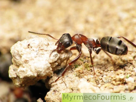 Combien de fois une fourmi peut-elle soulever son poids? Macrophoto d'une fourmi rousse des jardins tirant un énorme bout de terre.