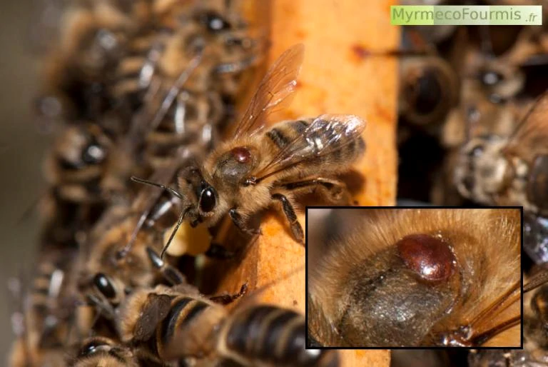 Photo macro dans une ruche d'une abeille portant un acarien parasite, le Varroa destructor.