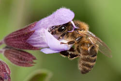 Une abeille domestique, Apis mellifera, dans une fleur de sauge de couleur violette et mauve, vue de côté.