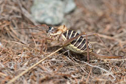 Photo d'une éphippigère vue de profil, avec des rayures noires et blanches ou jaunes et un long dard à l'arrière du corps qui est en fait une tarière ou ovipositeur servant à pondre les oeufs.