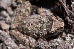 Une petite grenouille ou alyte, le Discoglosse Sarde, Discoglossus sardus présent en Corse, vu ici se camouflant dans la boue.