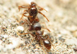 Une fourmi ouvrière du genre Tetramorium transporte une autre ouvrière morte hors de la fourmilière.