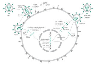 Un dessin illustrant la réplication du virus du VIH responsable du SIDA dans une cellule.