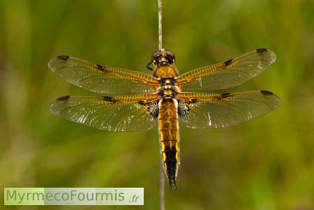 La Libellule orange à quatre taches noires, Libellula quadrimaculata accrochée à une tige.