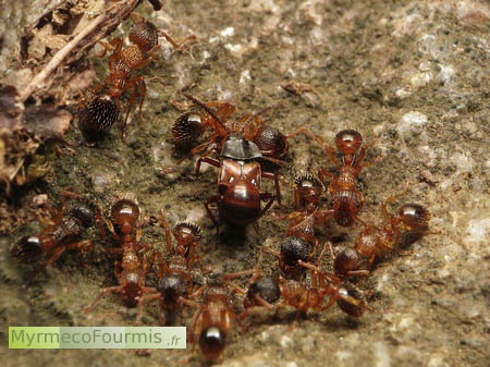 Staphylin et fourmis rouges.