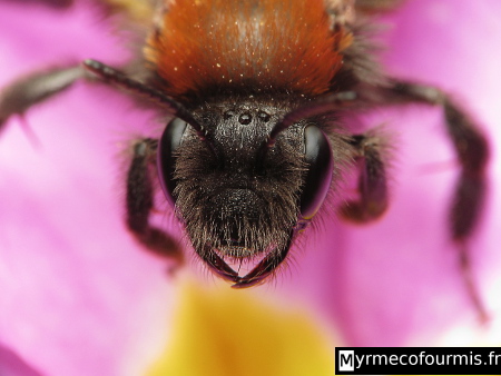 Macrophotographie d'Andrena fulva, une abeille solitaire noire rouge orange et jaune, posée sur une fleur rose.
