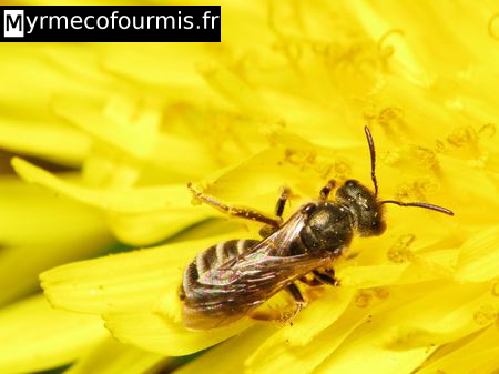 Une petite abeille noire et jaune dans une fleur de pissenlit.