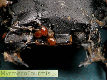 Des acariens phorétiques ou parasites sur un coléoptère noir.