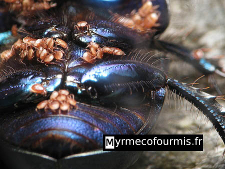 Macrophotographie de nombreux acariens sur un coléoptère géotrupes proche des bousiers.
