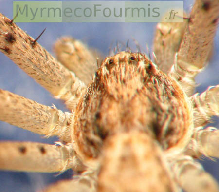 Deuxième gros plan sur une petite araignée de couleur beige sur fond bleu.