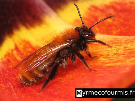 Abeille solitaire dans une fleur de tulipe. Il s'agit d'une andrène orange et noire.