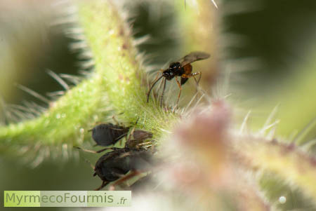Une femelle d'Aphidius colemani repère un petit groupe de pucerons.