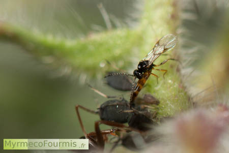 Aphidius colemani femelle en train de pondre dans un puceron. Il faut très peu de temps à ces guêpes parasitoïdes pour parasiter un puceron.