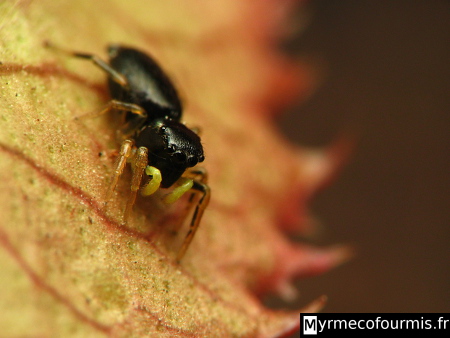 Salticidae noire avec des chélicères jaunes du genre Heliophanus.