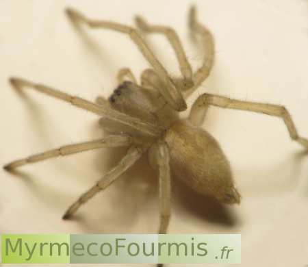 Photographie d'une petite araignée de couleur beige.