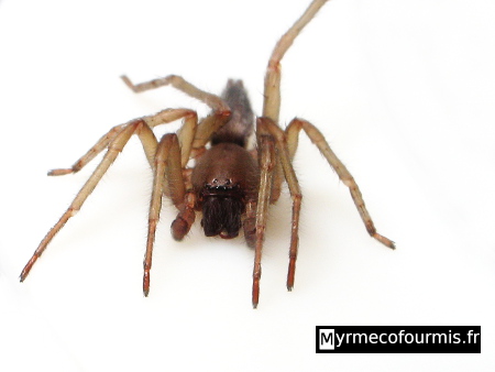 Une araignée brune et beige sur fond blanc.