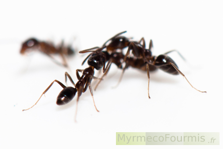 Fourmis invasive d argentine, Linepithema humile, de couleur brune sur fond blanc.