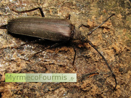 Cerambycidea, un grand longicorne brun sur du bois mort.