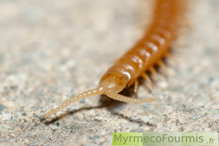 Plus long mille-pattes de france.