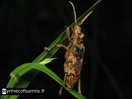 Macrophotographie du dessus des élytres d'un coléoptère cérambycidae du nom de Rhagium sycophanta, ou Rhagie sycophante. Ce coléoptère est noir et brun, avec un aspect poilu.