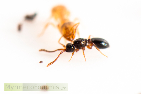 Une Solenopsis lèche un hyménoptère Diapriidae parasite (Solenopsia imitatrix).