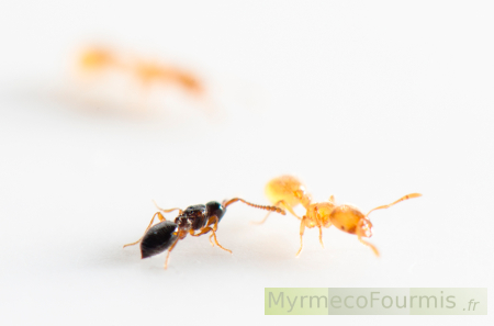 Les Solenopsis semblent tolérer les Diapriidae dans leurs nids, elles effectuent de nombreux contacts antennaires sans agressivité.
