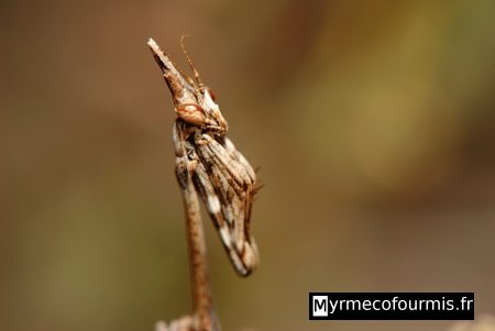 Empuse commune ou diablotin de Provence, Empusa pennata.