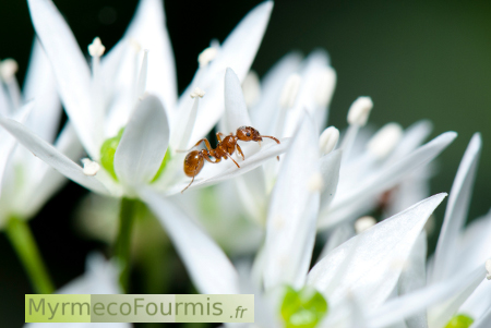 Myrmica cf specioides sur Allium ursinum ursinum.