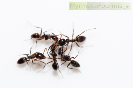 Fourmis invasives d'Argentine sur fond blanc.