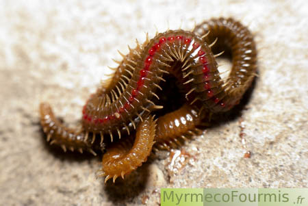 Macrophotographie d'Himantarium gabrielis, le plus long mille-pattes de France (géophile), sur le dos, montrant des pores roses par lesquels ce mille-pattes sécrète un liquide extrêmement toxique appelé cyanure d'hydrogène.