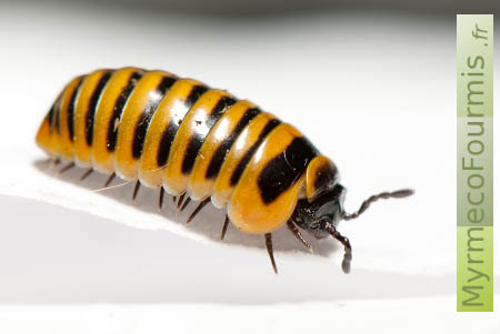 Glomeris annulata, un gloméridé à bandes jaunes et noires. Il s'agit d'un arthropodes plus proche des mille-pattes que des cloportes.