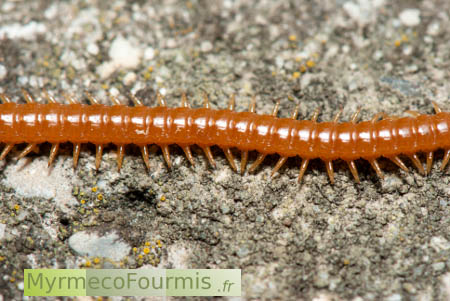 Myriapoda, Chilopoda, Geophilomorpha. Mille-patte ou scolopendre géophilomorphe orange, gros plan sur le corps et les pattes.