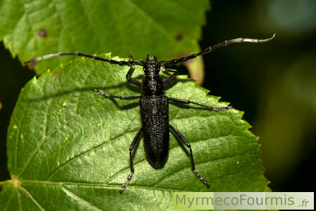 Petit capricorne, insecte Cerambyx scopolii.
