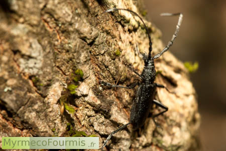 Cerambyx scopolii, un insecte capricorne.