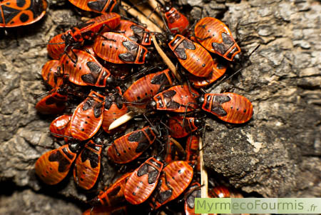 Insectes très grégaires, punaises gendarmes regroupés le long d'un tronc.