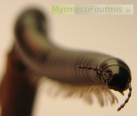 Une iule, un grand mille-pattes noir, vue de face.