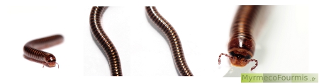 Mille-pattes (myriapode) de la famille des iules, noir rond et brillant.