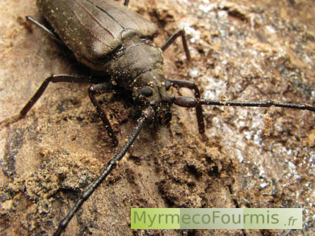 Aegosoma scabricorne, l'aégosome scabricorne, un grand coléoptère longicorne saproxylophage qui se nourrit de bois mort à l'état de larve, ici vu adulte avec ses grandes antennes et son corps brun sur une souche d'arbre.