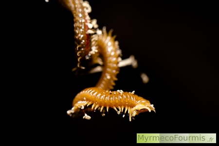 Mille-pattes géophile brun orange.