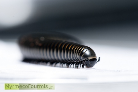Mille-pattes français noir brillant et arrondi de la famille des iules.