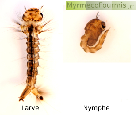 Larve et nymphe de moustique en gros plan sur fond blanc de profil.