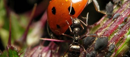 Une fourmi noire, probablement Formica fusca, essaie de saisir et de chasser une grande coccinelle orange avec sept points noirs qui mange des petits pucerons sur une tige de plante.
