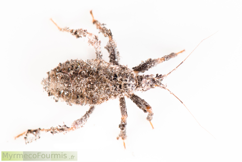 Une punaise masquée vue de dessus, macrophotographie sur fond blanc.