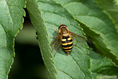 Cette femelle Syrphus ribesii pond un oeuf sur la feuille d'un sureau infesté par des pucerons noirs.