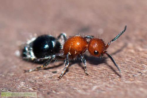 Macrophotographie d'une femelle de guêpe solitaire de la famille des mutillidae sur une planche en bois. 