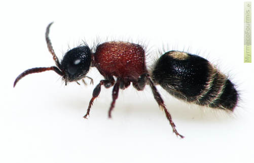 Une guêpe aptère femelle de la famille des Mutillidae prise en photo sur fond blanc. Elle appartient probablement au genre Physetopoda et ressemble à l'espèce Physetopoda halensis.