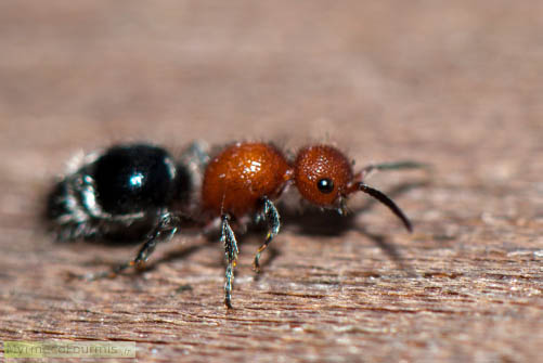 Une guêpe aptère de la famille des mutillidae, avec la tête et le thorax rouge et l'abdomen noir rayé de blanc. Photo de profil sur une planche.